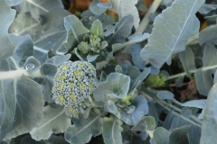 fenix-brocoli